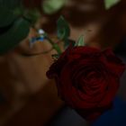 ....Red Rose....