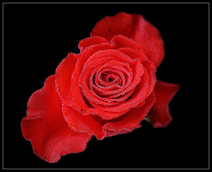 Red Rose Diamond