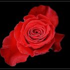 Red Rose Diamond