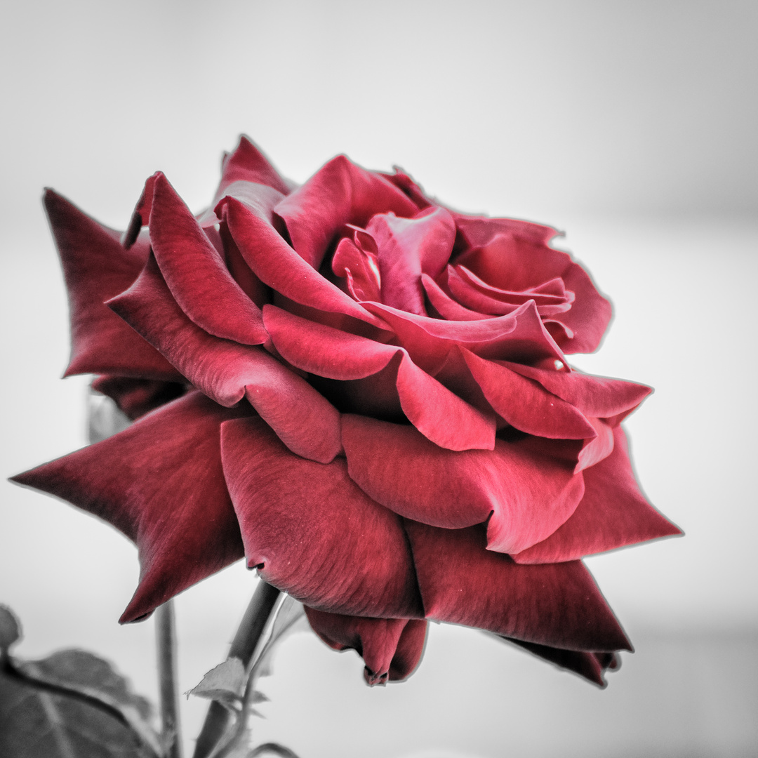 Red Rose