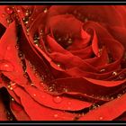 Red Rose