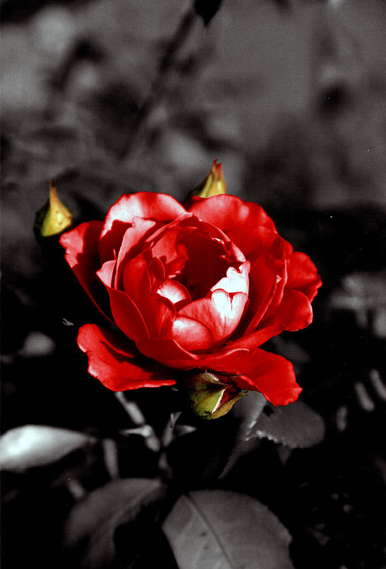 red rose