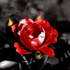 red rose