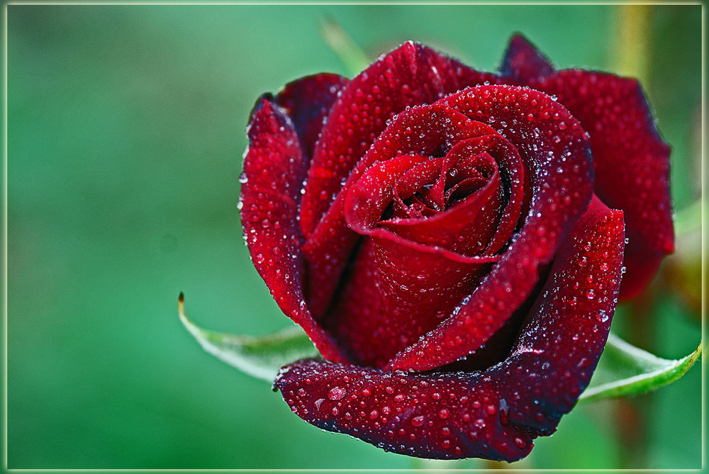 red rose