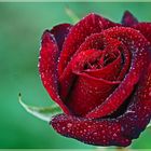 red rose