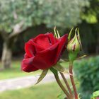 red rose