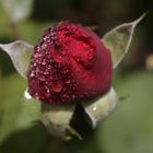 Red Rose