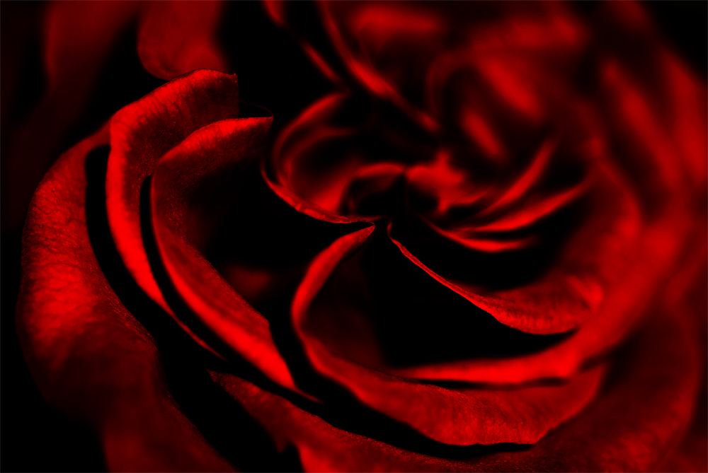 Red Rose von Daniel A. aus S.