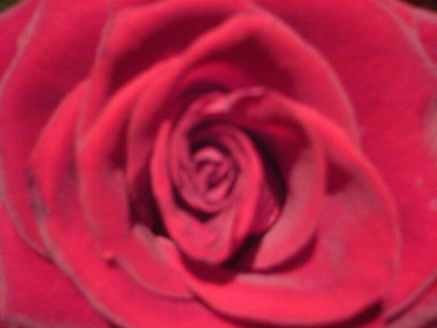 Red Rose