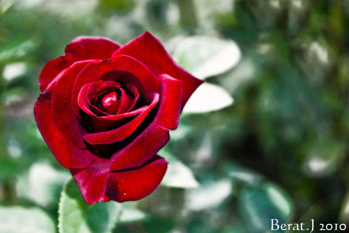 Red Rose