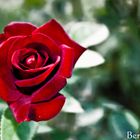 Red Rose