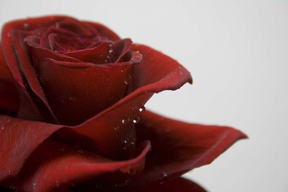 -Red Rose-