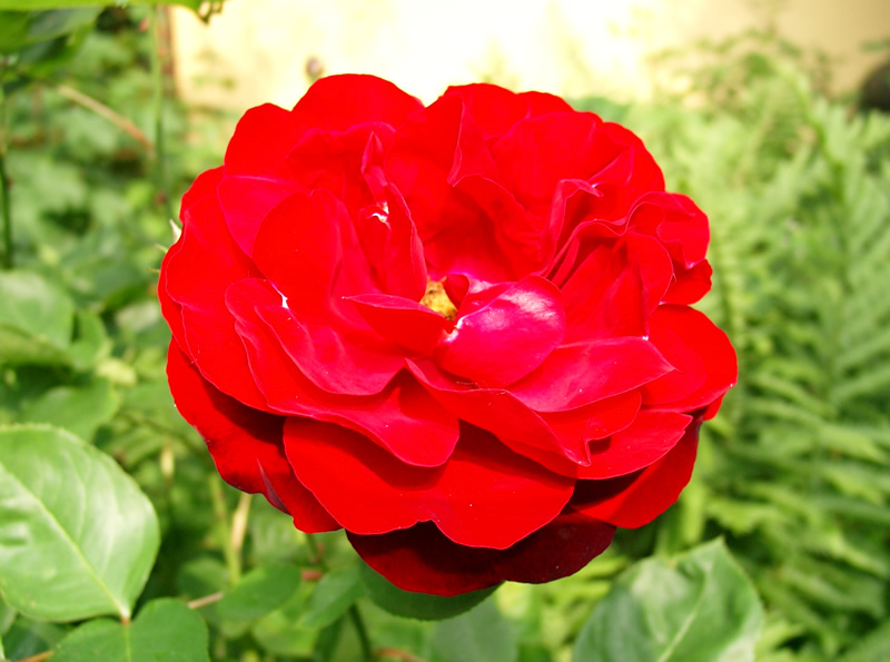 Red Rose