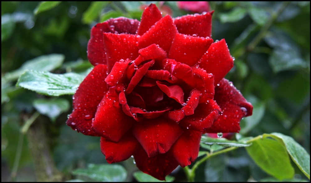 red rose for .....