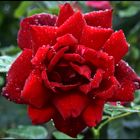 red rose for .....
