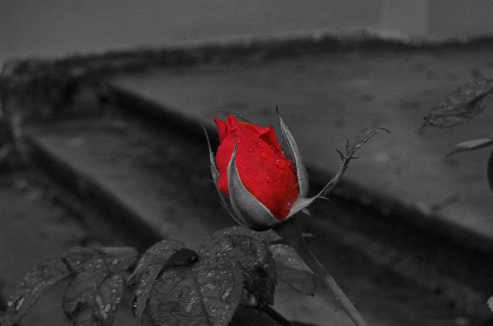 Red rose for you!