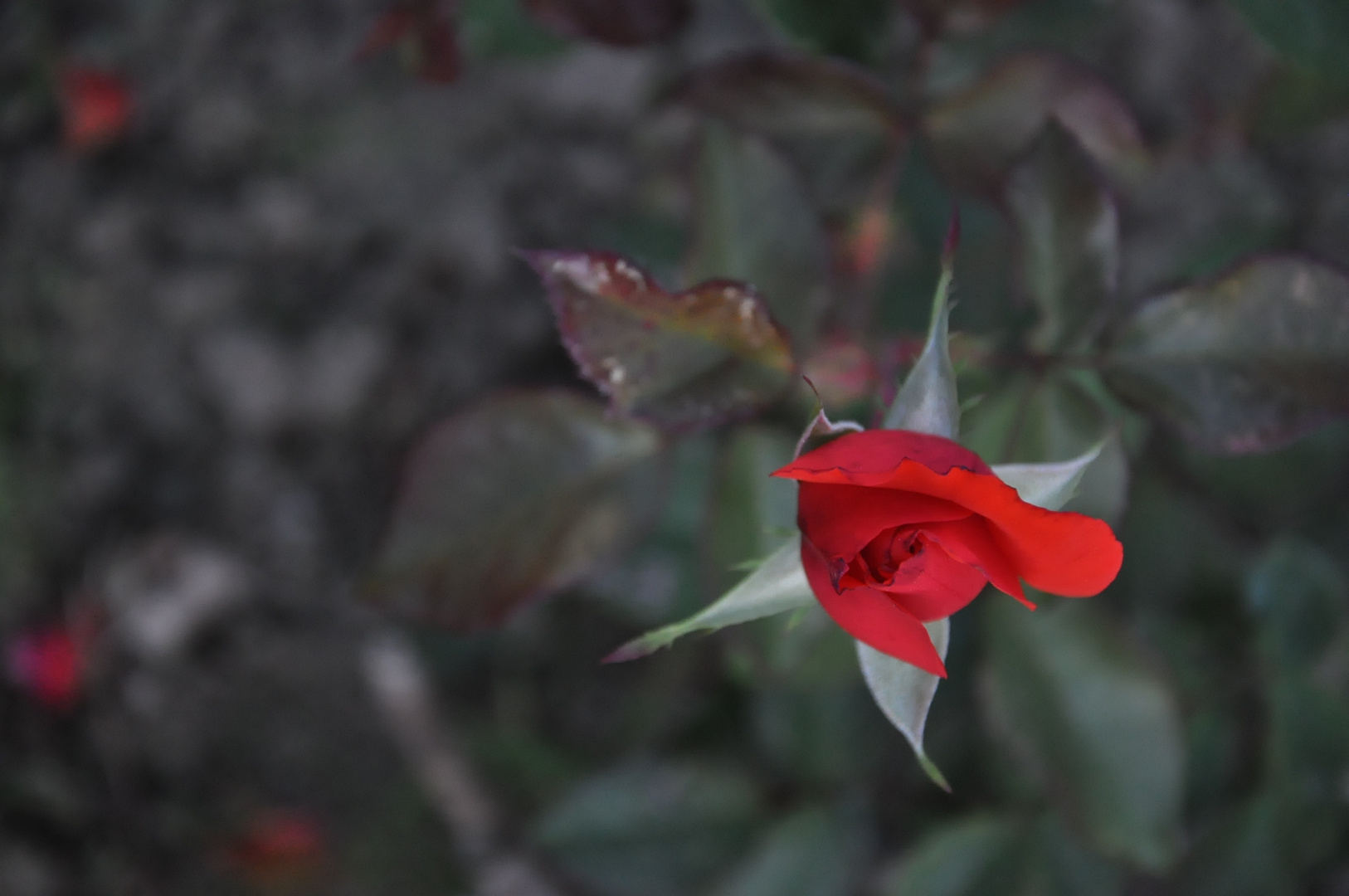 Red Rose from above