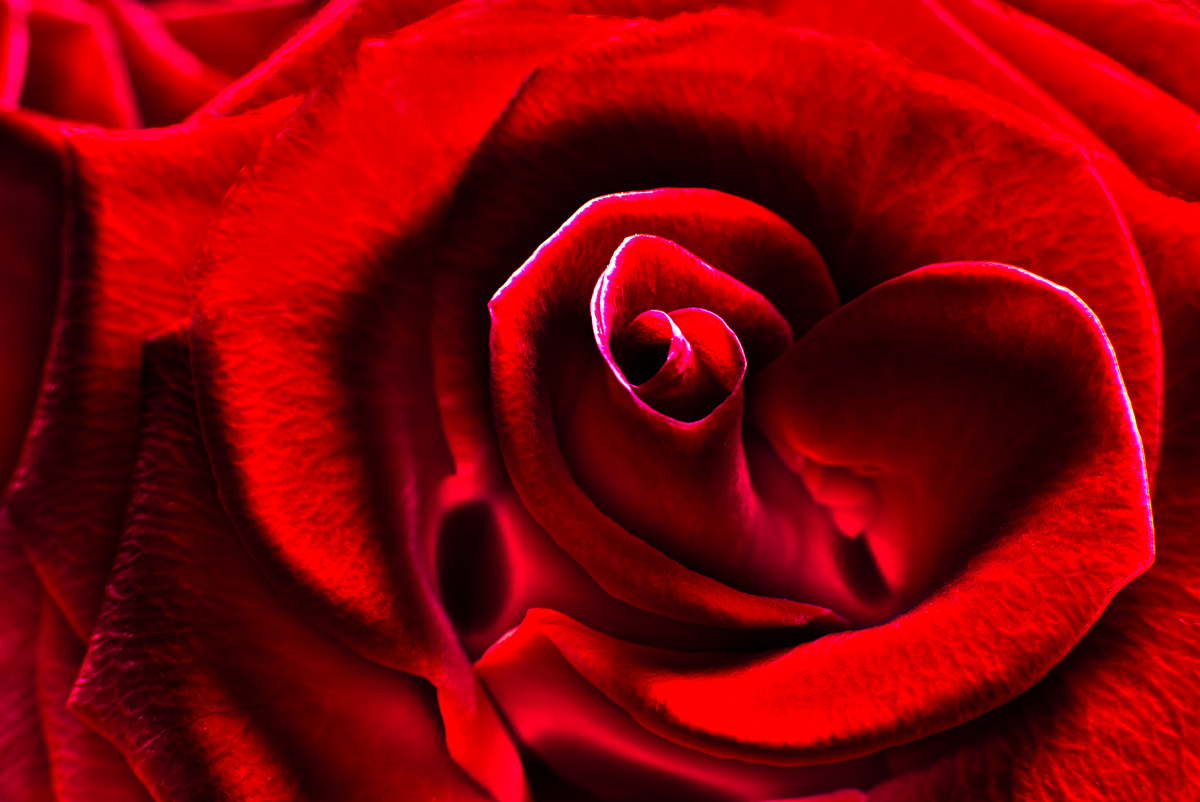 Red Rose II