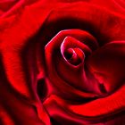 Red Rose II