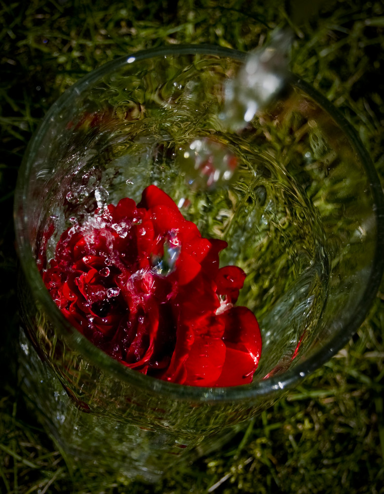 Red rose in a glas of water