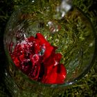 Red rose in a glas of water