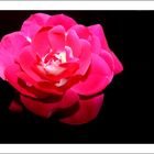 Red Rose in Dark