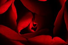 Red Rose in Deep