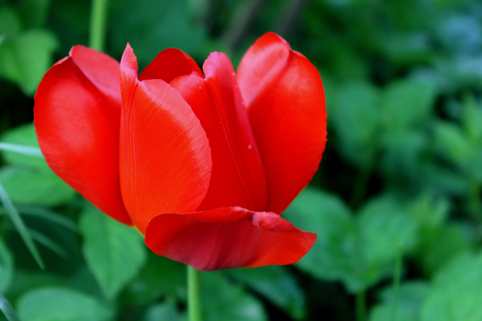 red rose in front of a green background