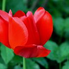 red rose in front of a green background