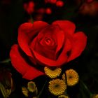 Red rose in the dark