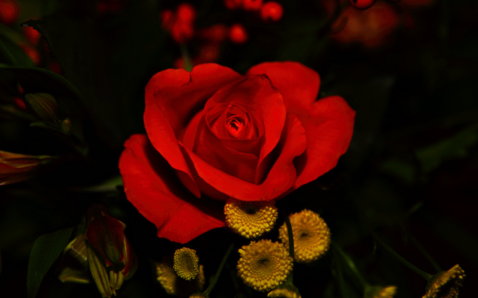 Red rose in the dark