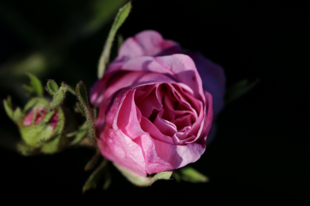 Red rose in the evening