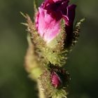 Red rose in the evening