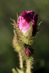 Red rose in the evening