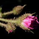 Red rose in the evening