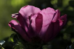 Red rose in the evening