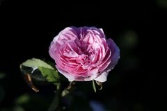 Red rose in the evening sun