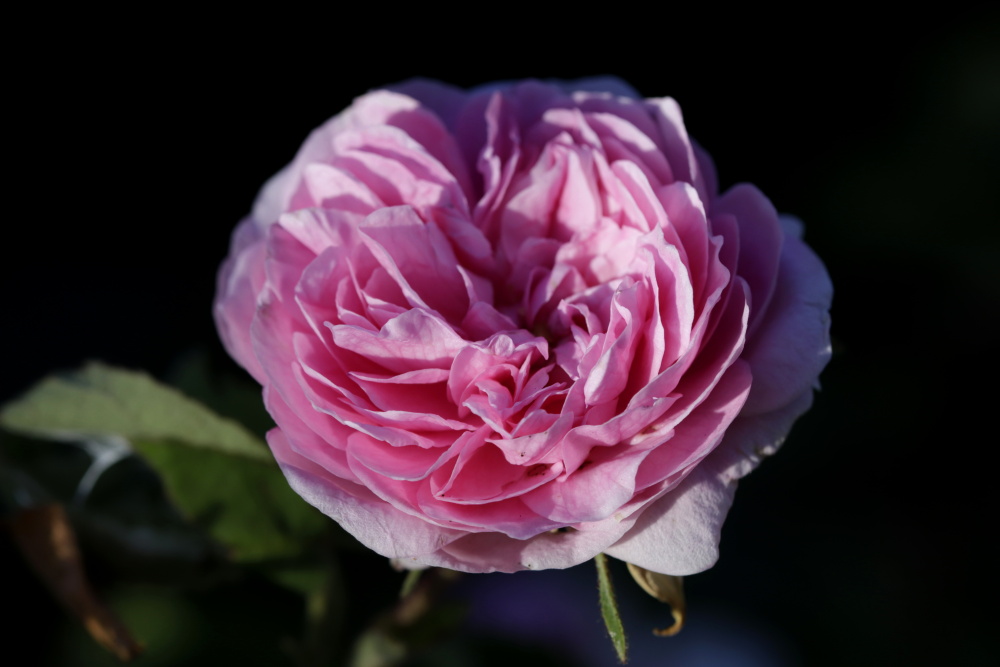 Red rose in the evening sun