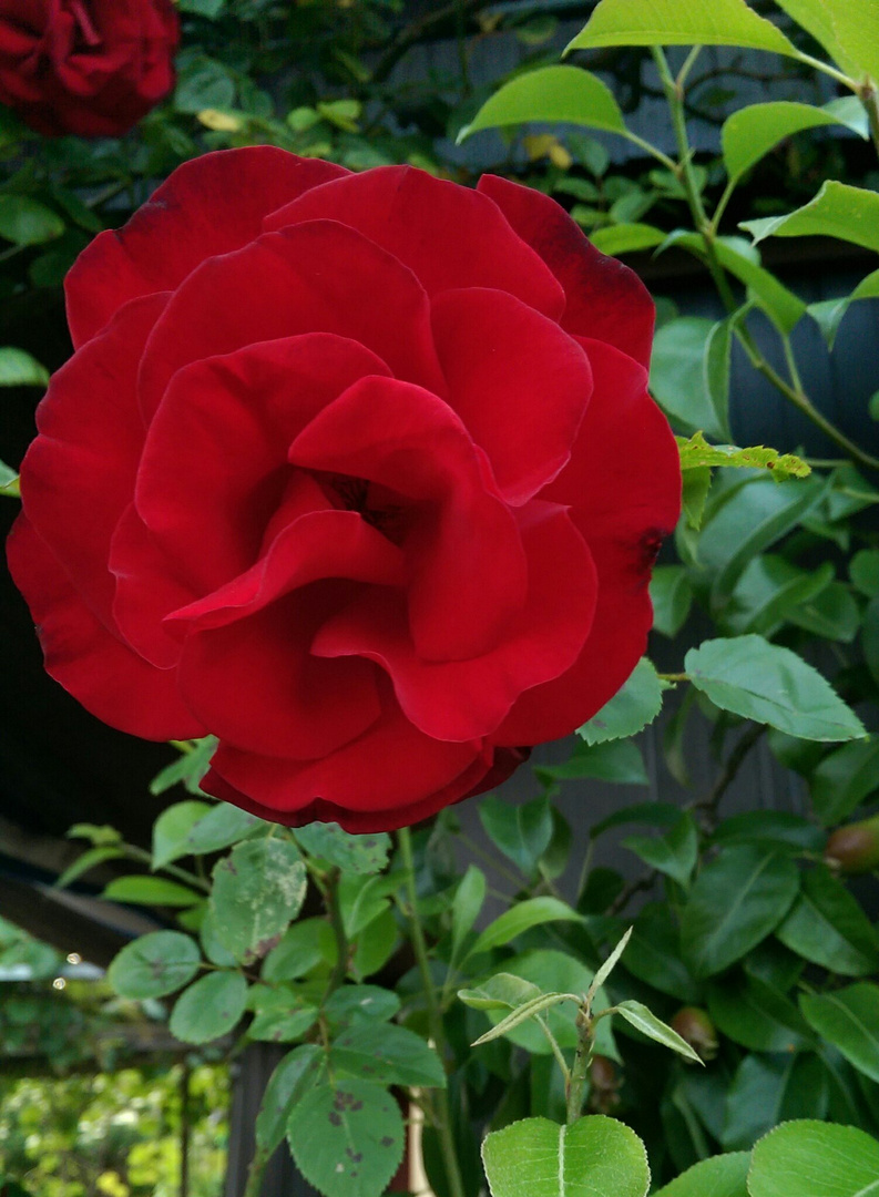 Red Rose in the Garden