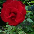 Red Rose in the Garden