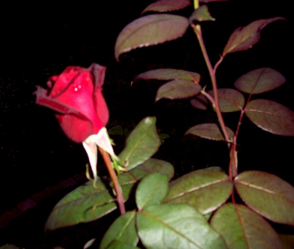 Red Rose in the Night