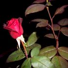 Red Rose in the Night