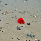 red rose in the sand