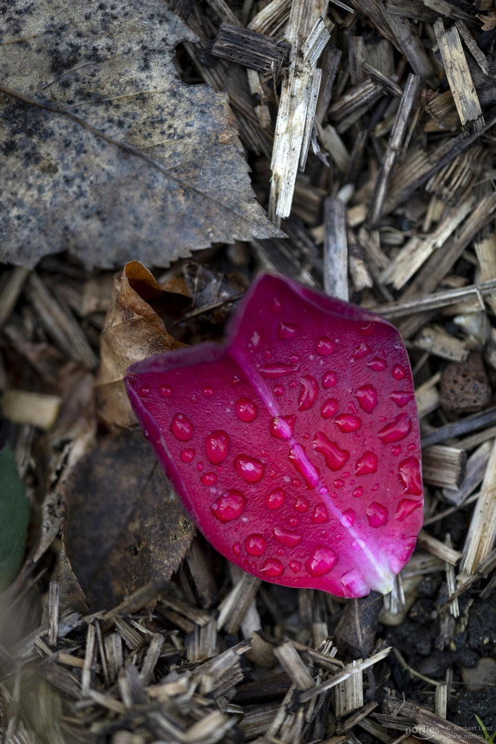 red rose leaf