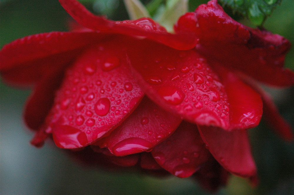 Red rose of Spiekeroog