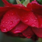Red rose of Spiekeroog