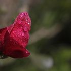 Red Rose on the morning