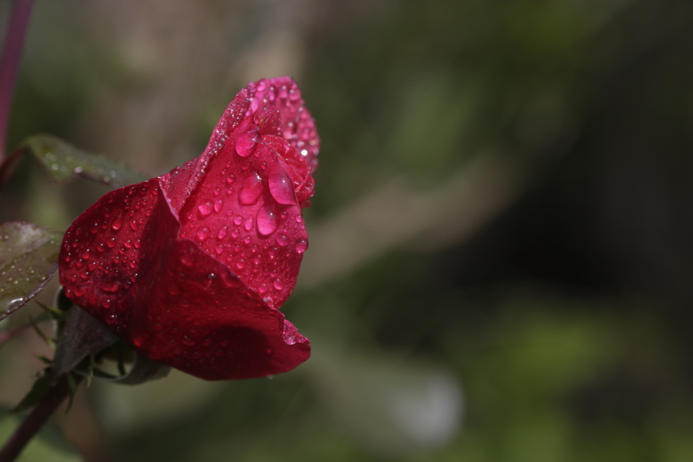 Red Rose on the morning