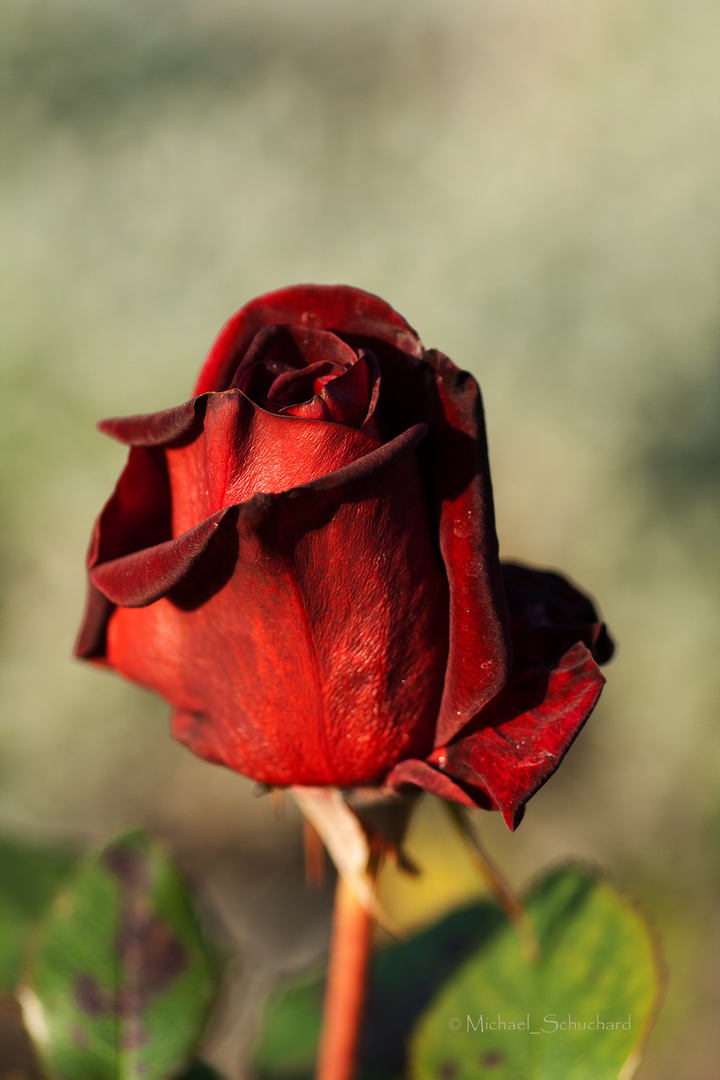 Red Rose - Rote Rose