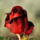 Red Rose - Rote Rose